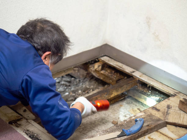 Best Mold Removal Specialists  in Holly Springs, MS