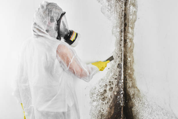 Best Mold Damage Repair  in Holly Springs, MS