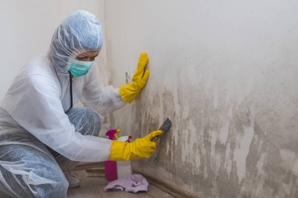 Best Certified Mold Removal  in Holly Springs, MS