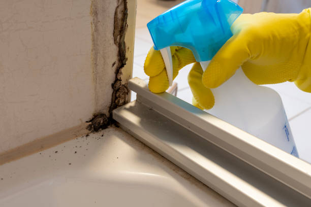 Best Office Mold Removal Services  in Holly Springs, MS