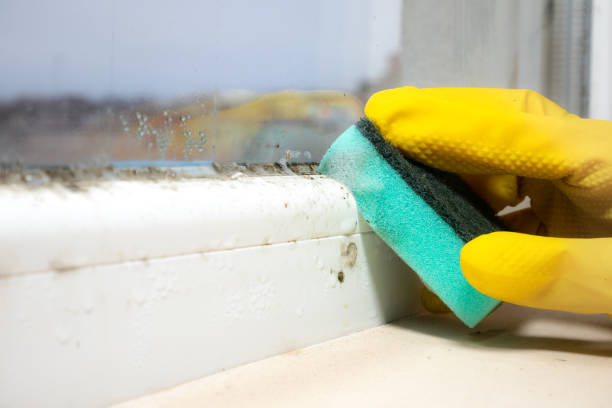 Attic Mold Removal in Holly Springs, MS