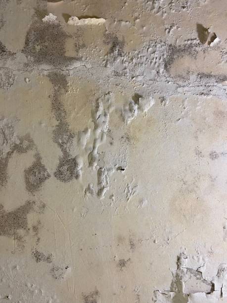 Best Fast Mold Removal  in Holly Springs, MS