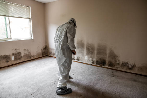 Best Local Mold Removal Service  in Holly Springs, MS